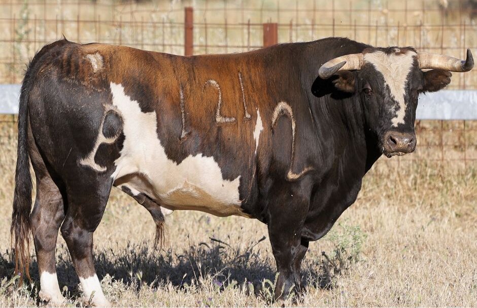 Los toros de Alcurrucén para este sábado en Miguelturra