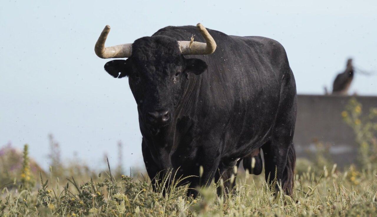 Los toros de Álvaro Núñez para el cartelazo de "No hay Billetes" de Alicante