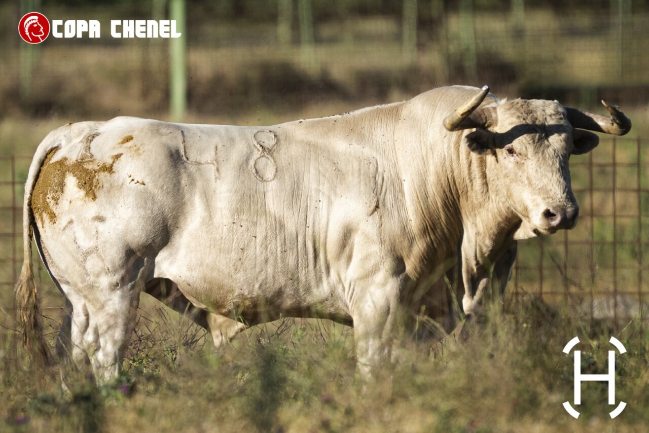 Los toros de Valdefresno y Aurelio Hernando para este sábado en la Copa Chenel