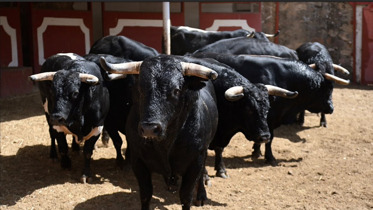 Sorteados los toros de Pallarés y Benítez Cubero que abren la feria de Soria
