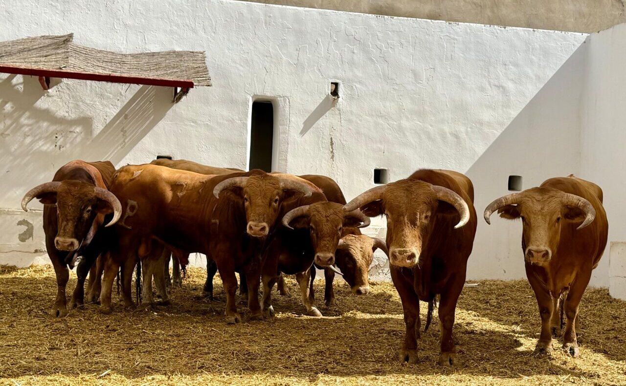 Enchiquerados los novillos de Alcurrucén para la novillada sin caballos de Alicante