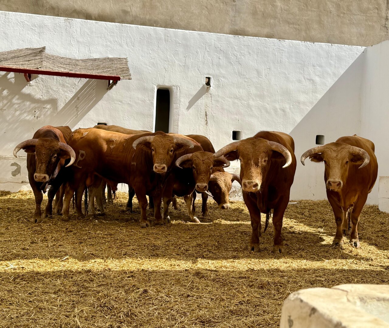 Enchiquerados los novillos de Alcurrucén para la novillada sin caballos de Alicante