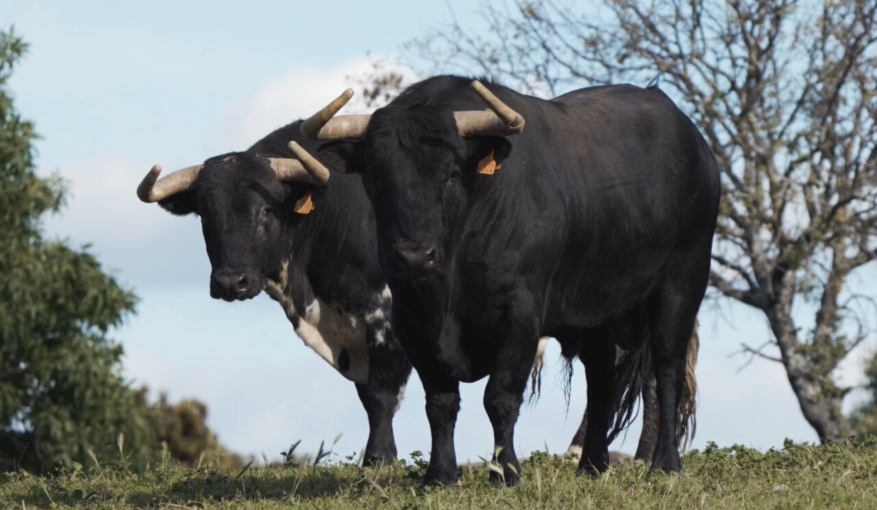 Los toros de la familia Fraile para el cartel de jóvenes en Alicante