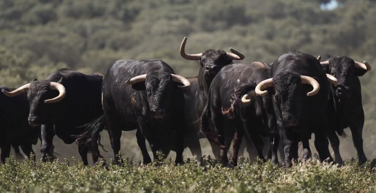 Los novillos de Talavante para abrir la feria de Alicante