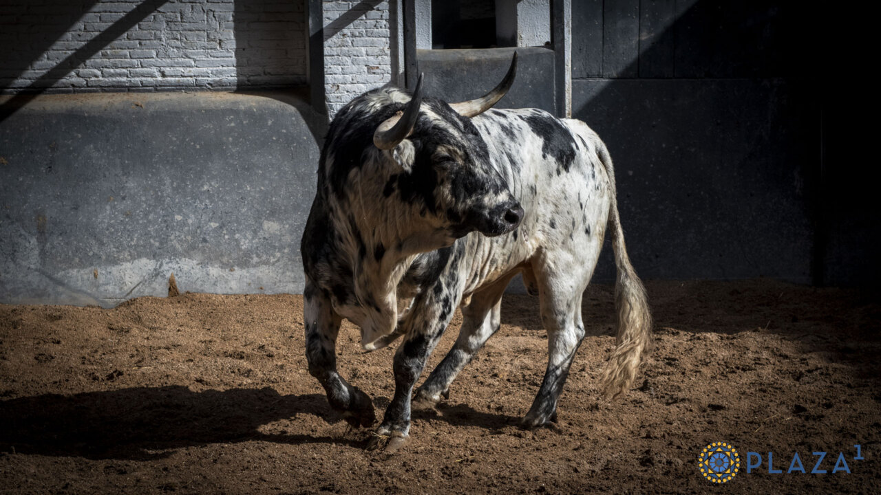 Valdefresno y Couto de Fornilhos en la corrida nocturna de hoy en Las Ventas