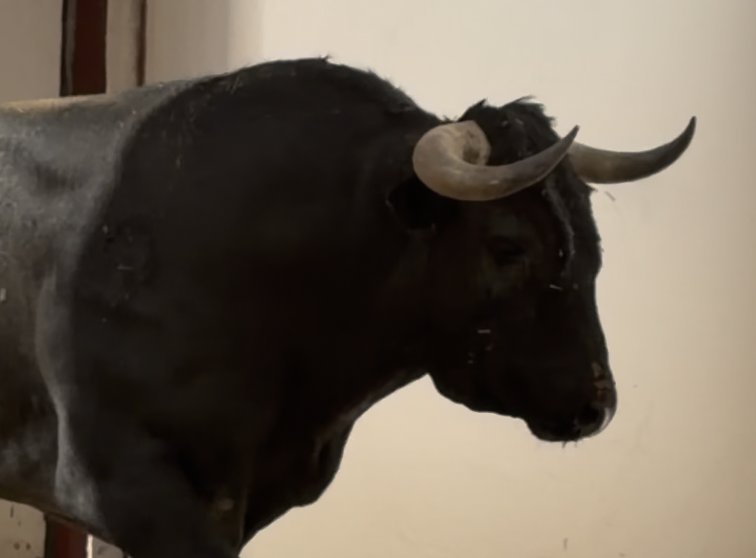 El desembarque de los toros de Victorino Martín, en vídeo