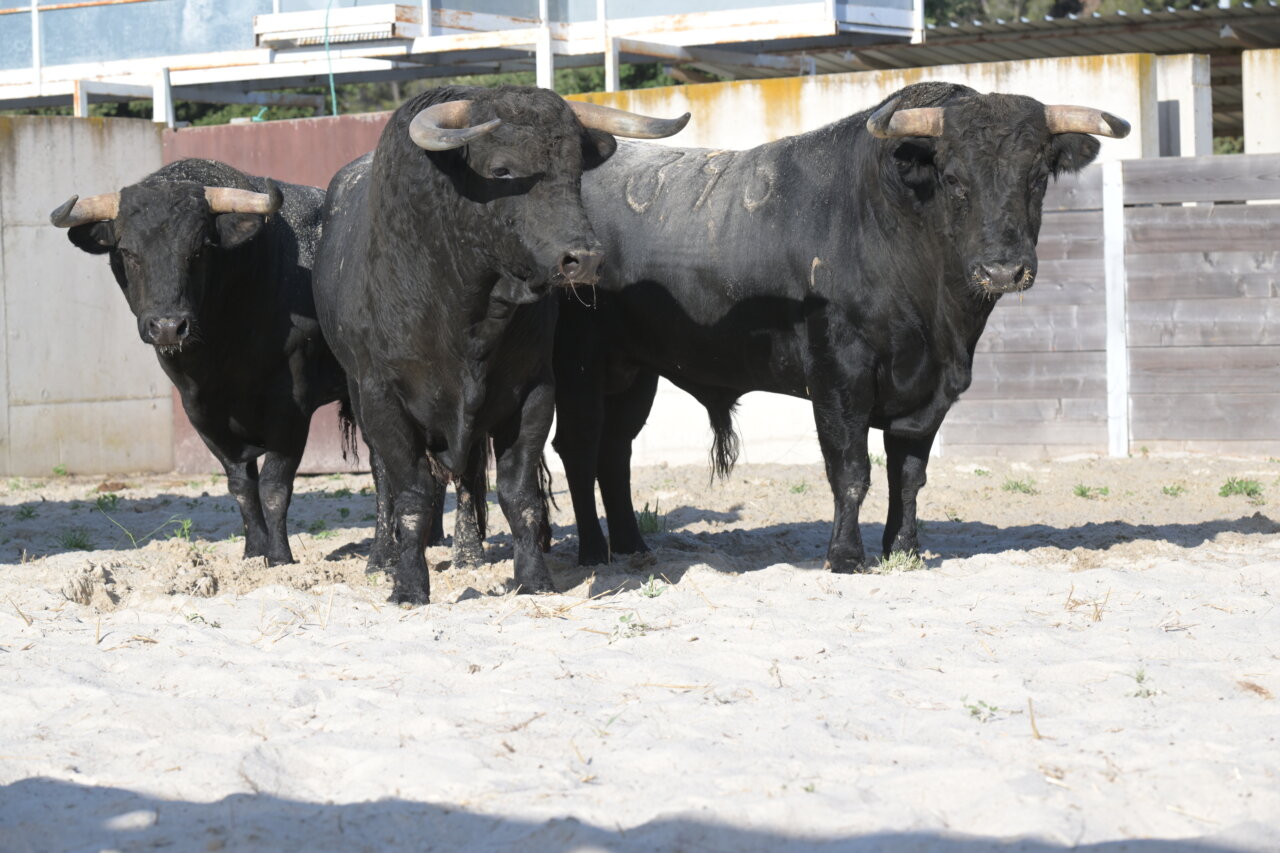 Los toros de Zalduendo, La Purísima y Jandilla para la Feria de Istres