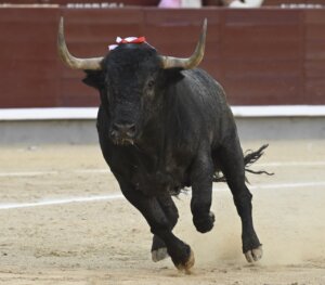 Foto: Javier Arroyo
