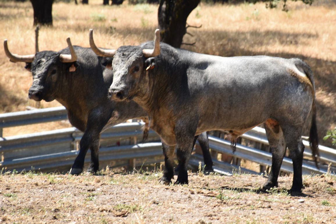 Leña de José Escolar para la Feria de Ceret