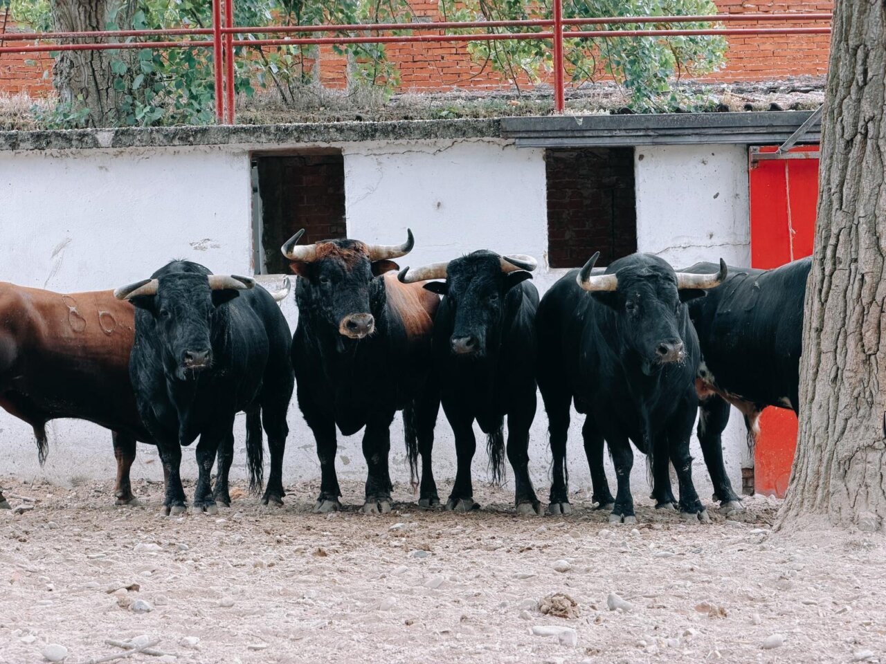 Barquero, de Juan Pedro Domecq, abre la tercera de abono en Burgos