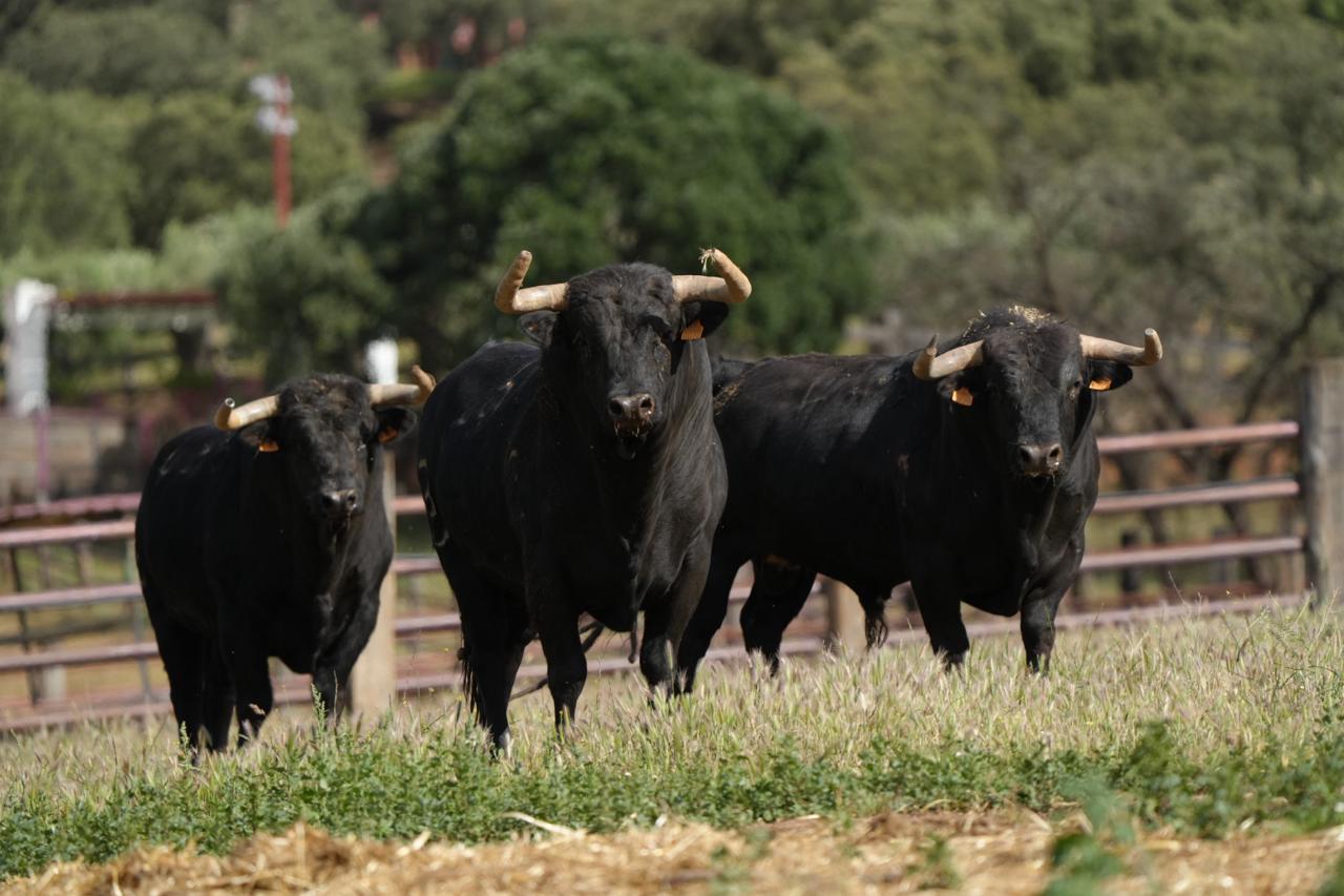 Los toros de Zalduendo para el cartelazo del Corpus de Toledo