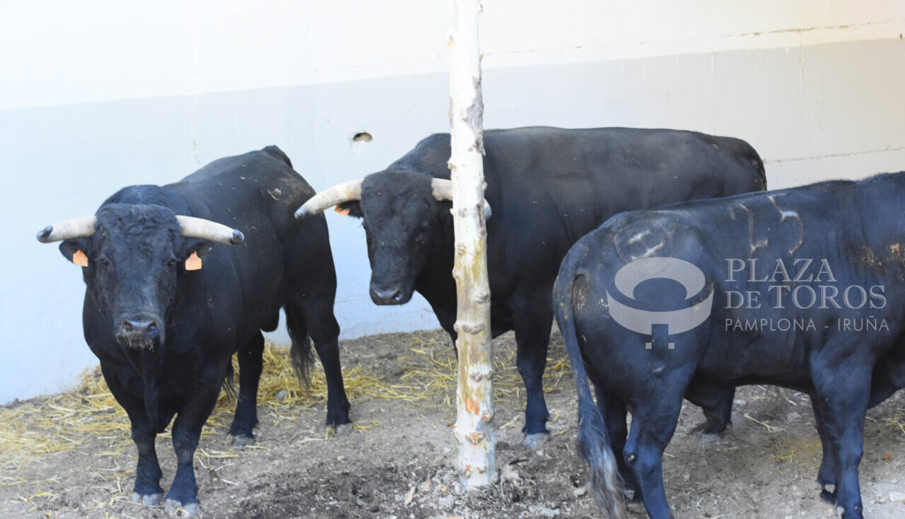 Los toros de El Capea ya han sido desembarcados en la plaza de Pamplona