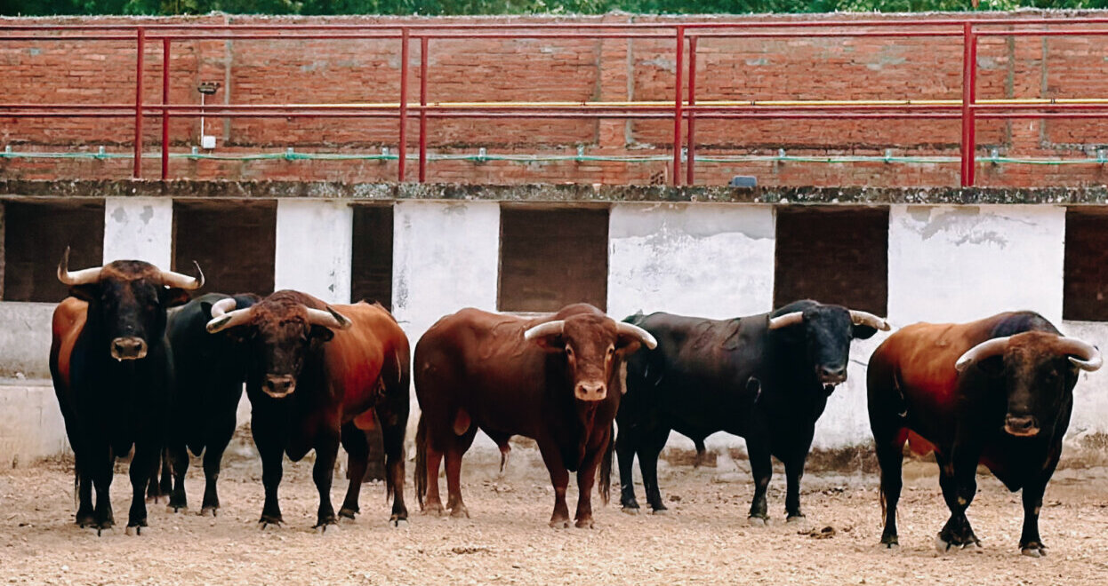 Sorteados los de Ave María para la segunda de feria en Burgos