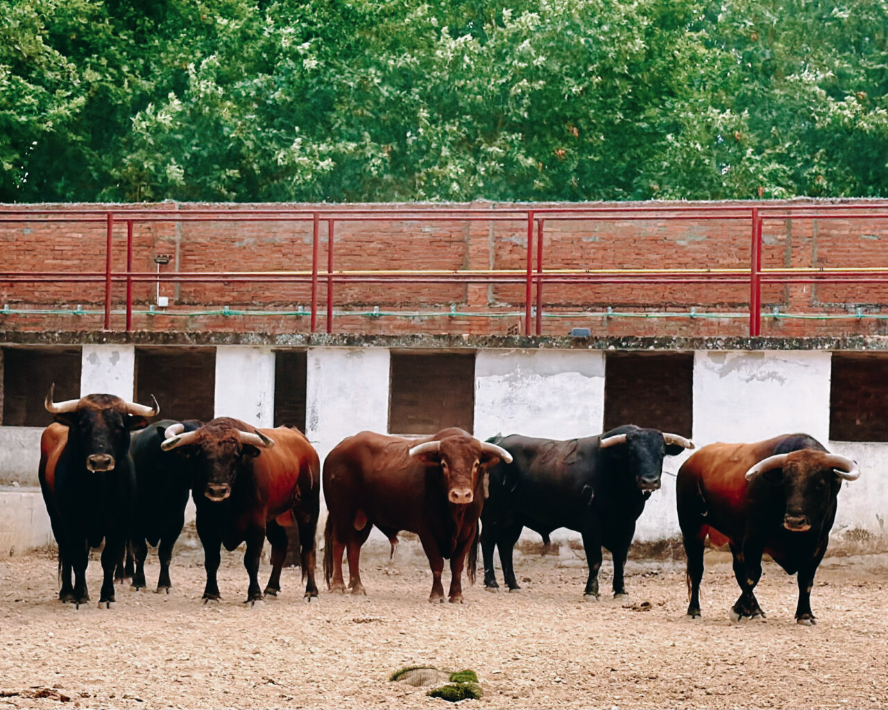 Sorteados los de Ave María para la segunda de feria en Burgos