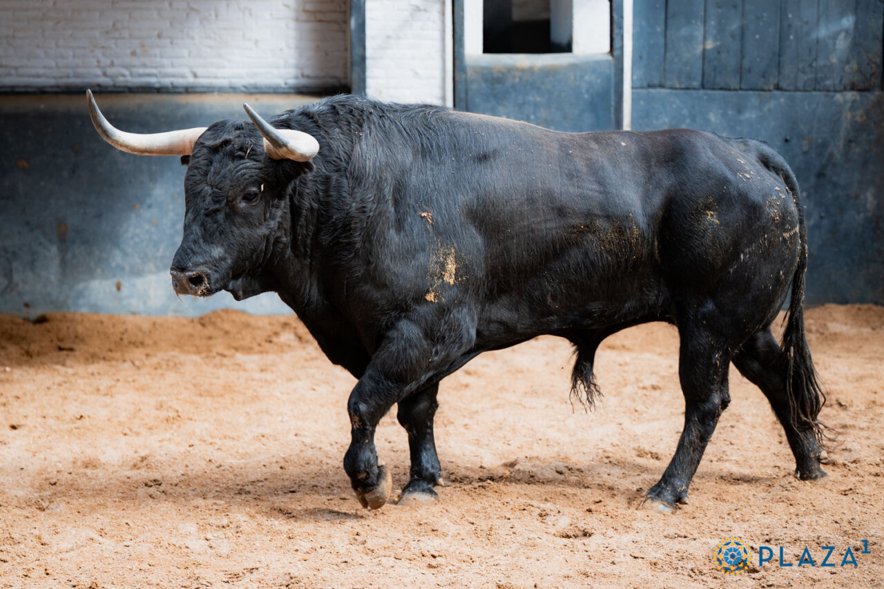 De Maltrecho a Roncador, sorteados los de Juan Pedro Domecq para este viernes en Las Ventas
