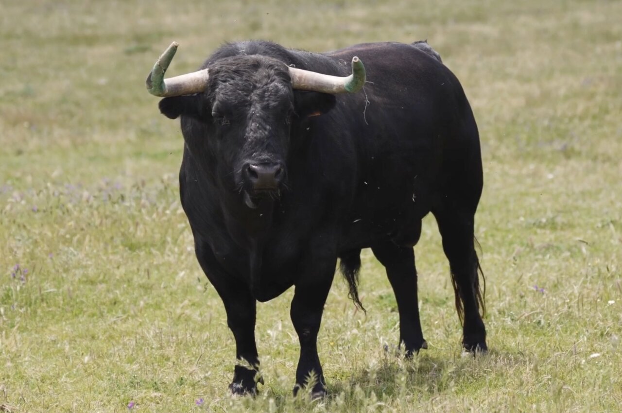 Los toros de Victoriano del Río para Hogueras con la excelencia de “Cantaor” en la memoria