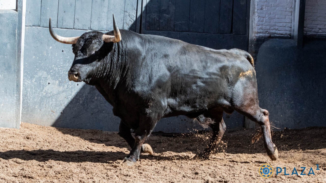 Aprobados siete toros de Montalvo tras ser rechazada la corrida de Lagunajanda para este miércoles
