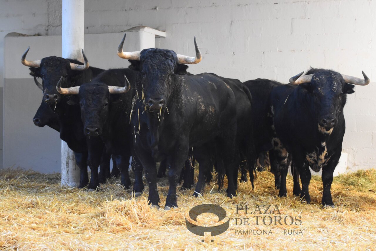 Los novillos de Pincha llegan a Pamplona