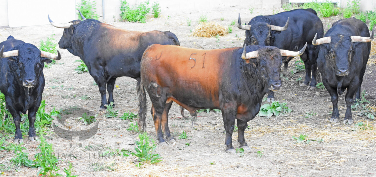 Los toros de Victoriano del Río, los primeros en llegar a los Corrales del Gas