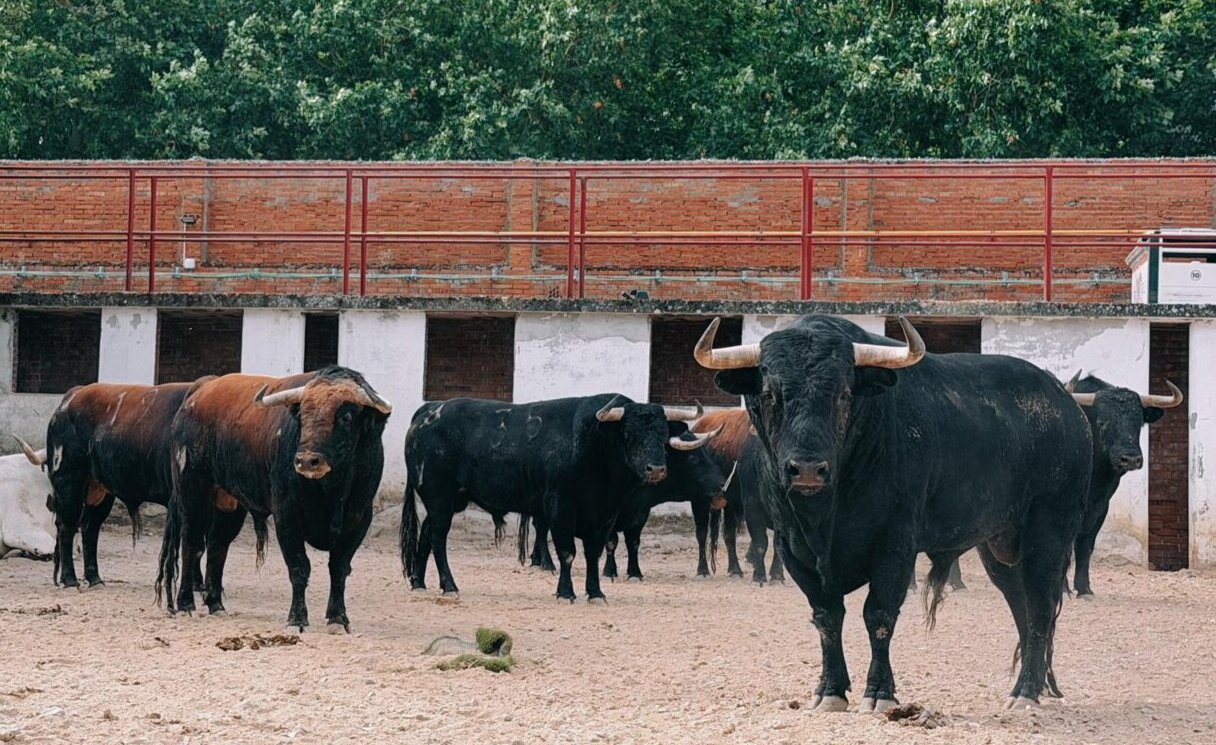 Seis toros de Loreto Charro para la cuarta de feria en Burgos