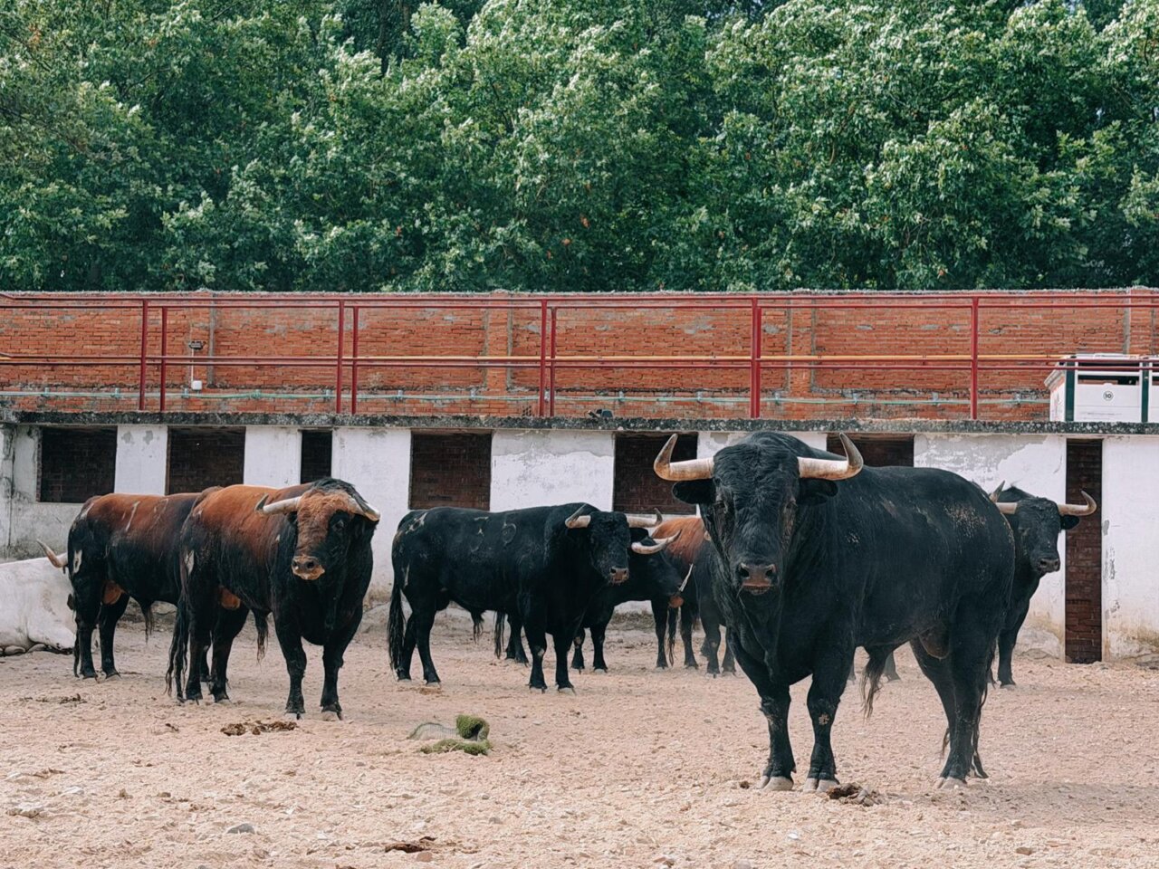 Seis toros de Loreto Charro para la cuarta de feria en Burgos