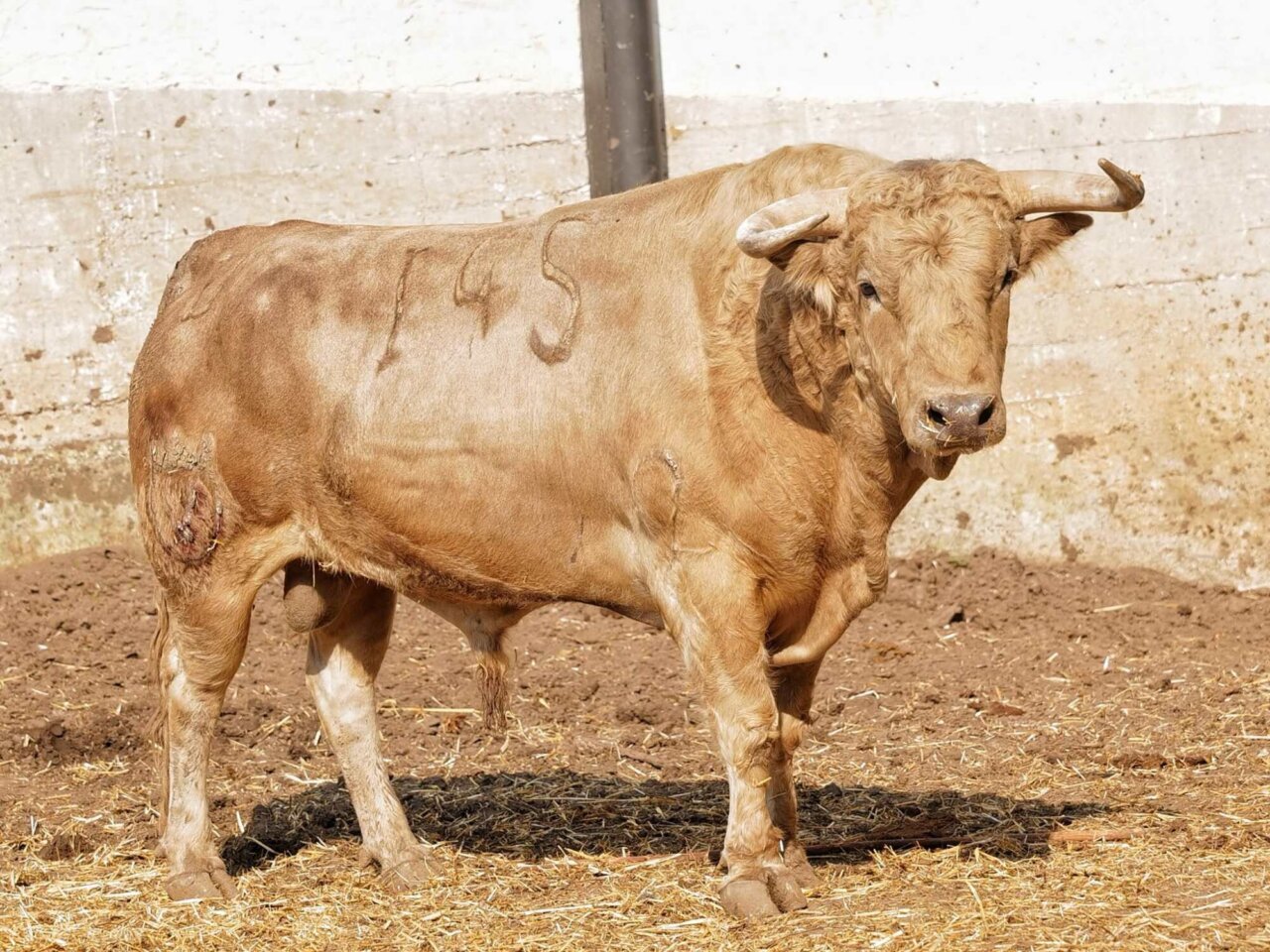 Seis toros de Juan Pedro Domecq para cerrar la feria de Santander