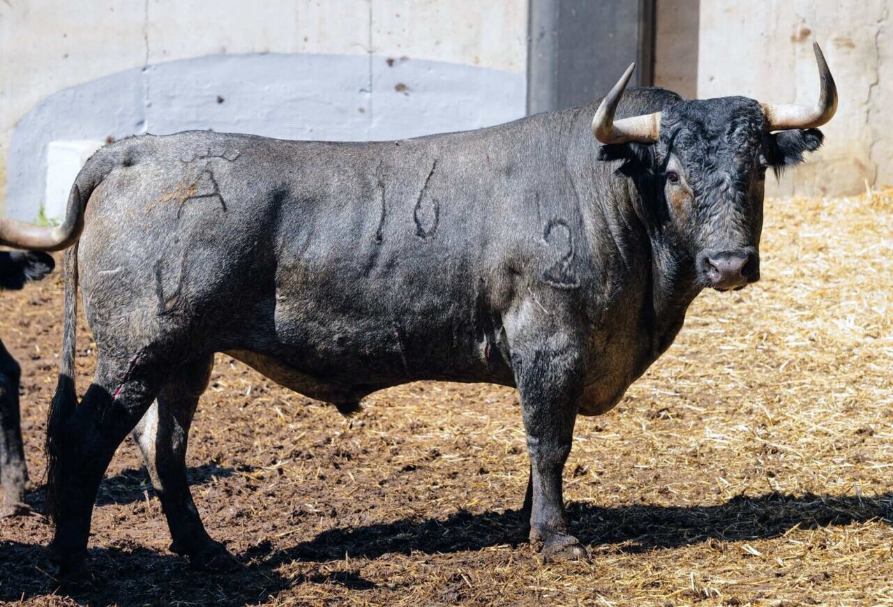 Sorteados los toros de Victorino Martín para esta tarde en Santander