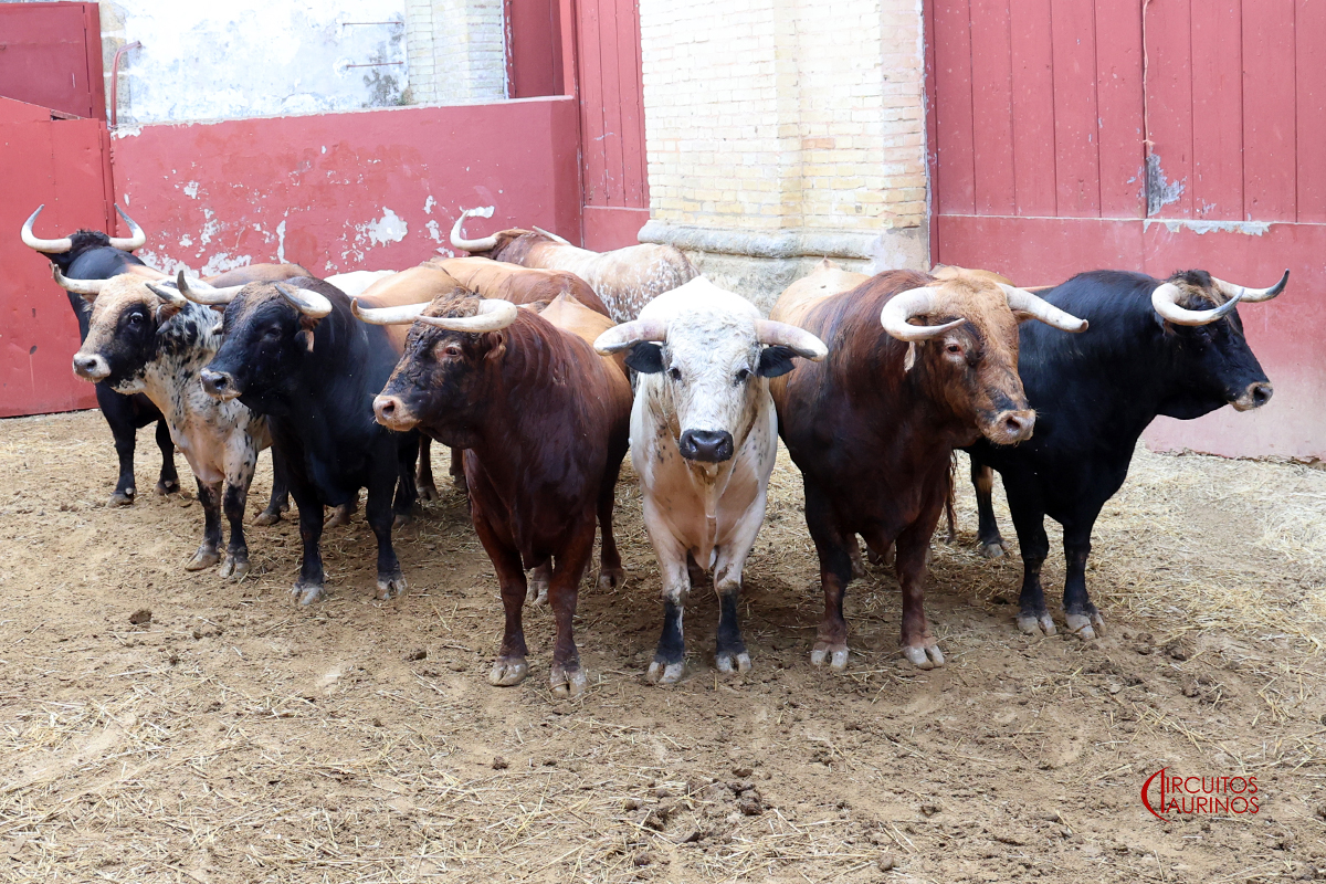 Listos los novillos de Rocío de la Cámara y Cortijo de la Sierra que abren el abono de verano en El Puerto de Santa María