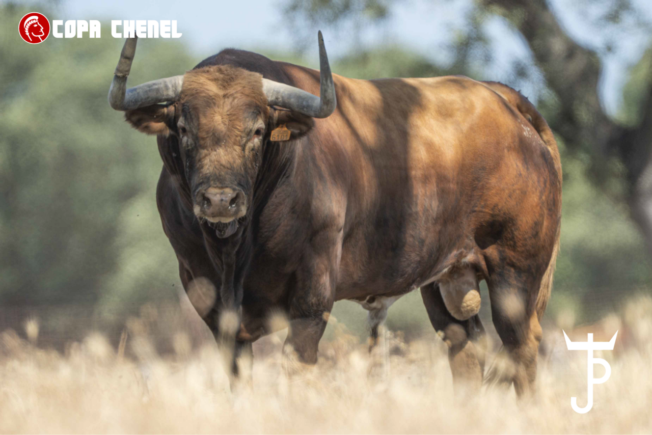 Los toros de Peñajara y José Cruz para las semifinales de la Copa Chenel en Chinchón