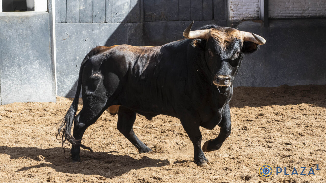 Alcahueto, de Sagrario Moreno, abre la novillada de Madrid