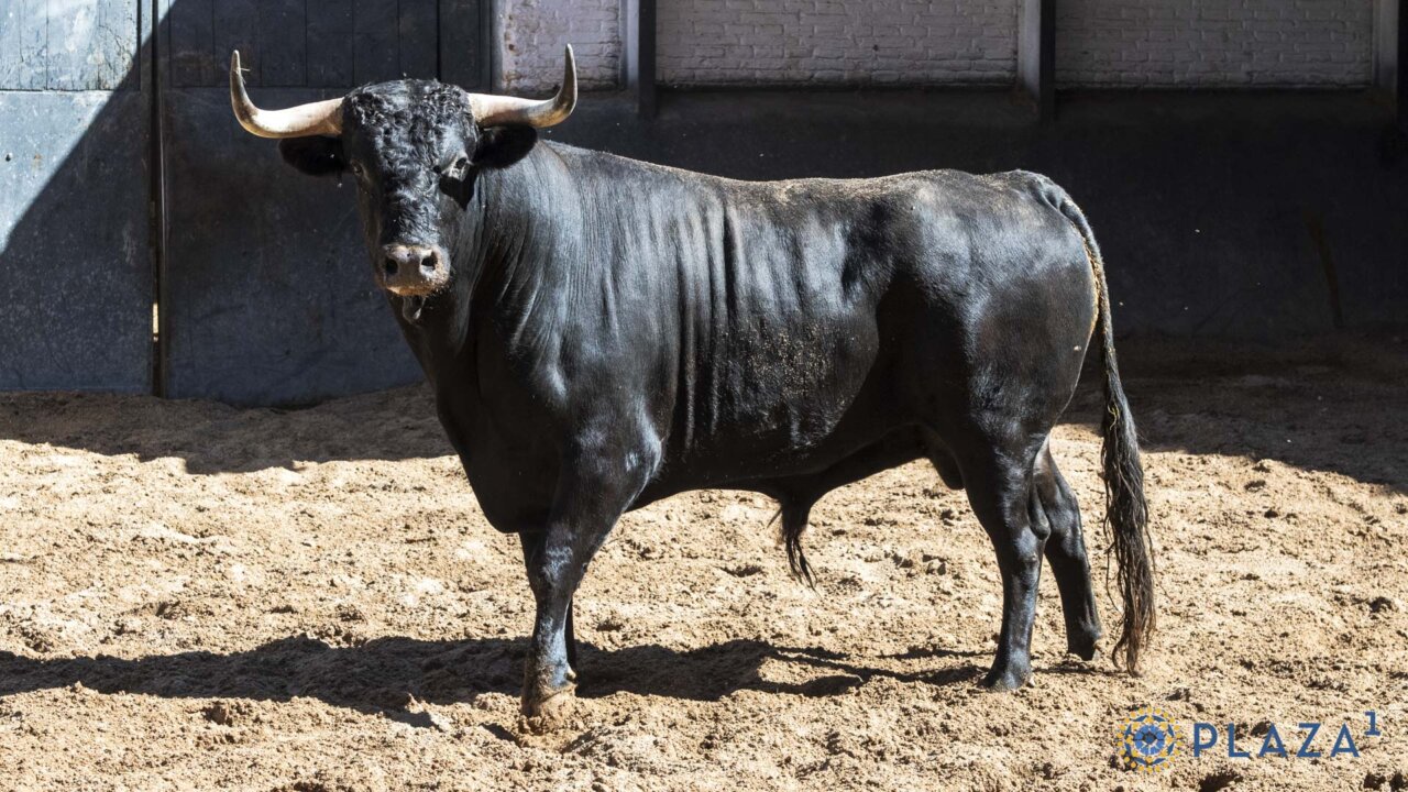 Seis novillos de López Gibaja para la segunda del certamen "Cénate Las Ventas"
