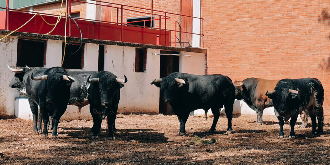 Obediente, de Luis Algarra, cierra la feria de Burgos