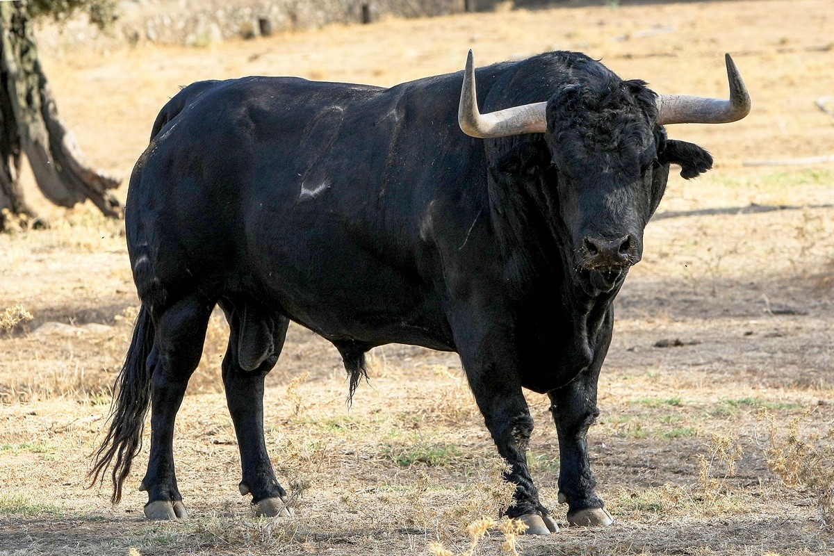 Los toros de Conde de la Corte, protagonistas de la corrida del 1 de septiembre en Illescas