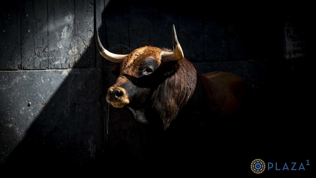 Sorteados los novillos de Toros de Brazuelas para Madrid