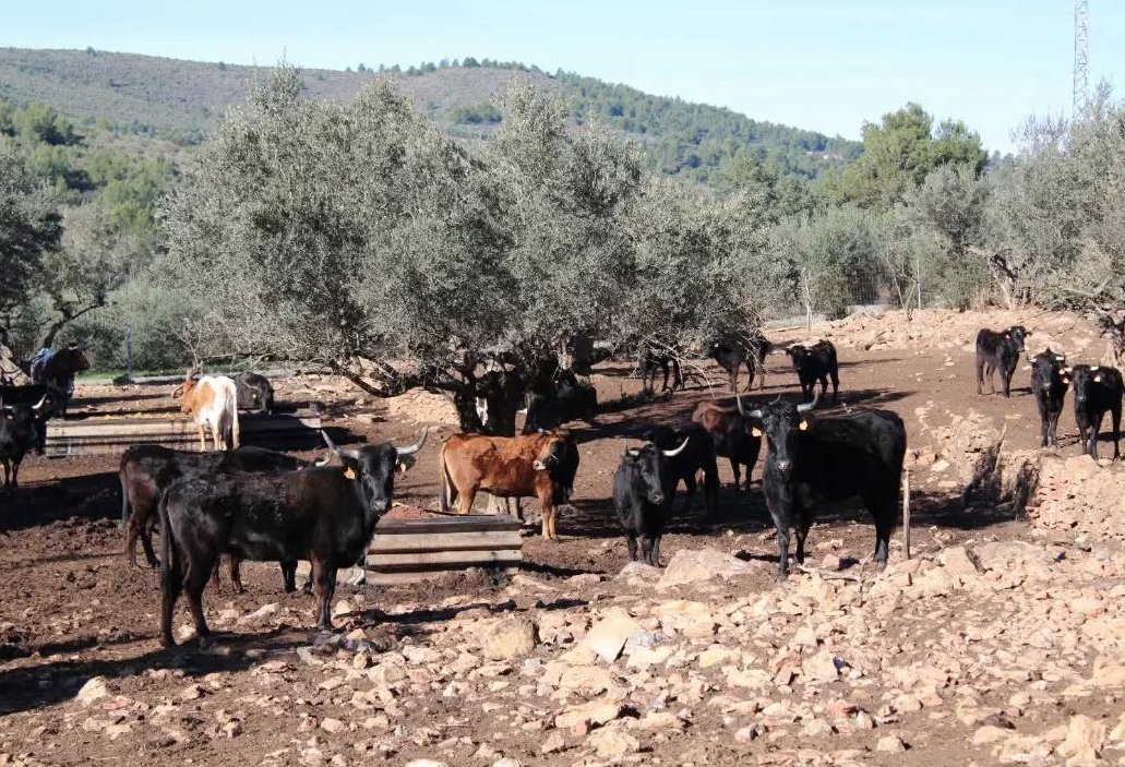 Un incendio en Castellón arrasa los pastos de una ganadería brava