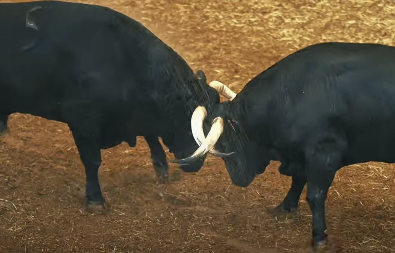 Emocionante desembarque de los toros de El Capea y Carmen Lorenzo para la final de la Copa Chenel