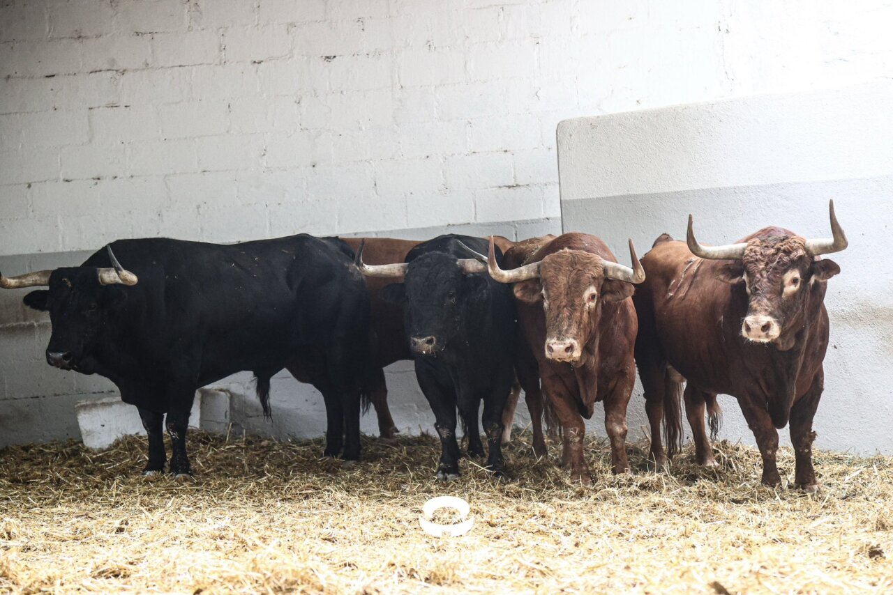 Seis toros de Álvaro Núñez para el cartel sevillano de esta tarde en Pamplona