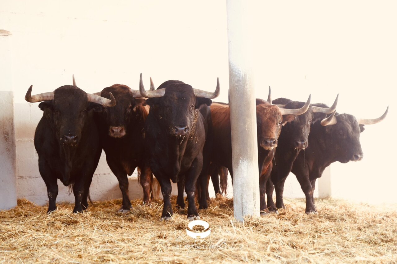 Nombres ilustres en la corrida de Victoriano del Río para Pamplona