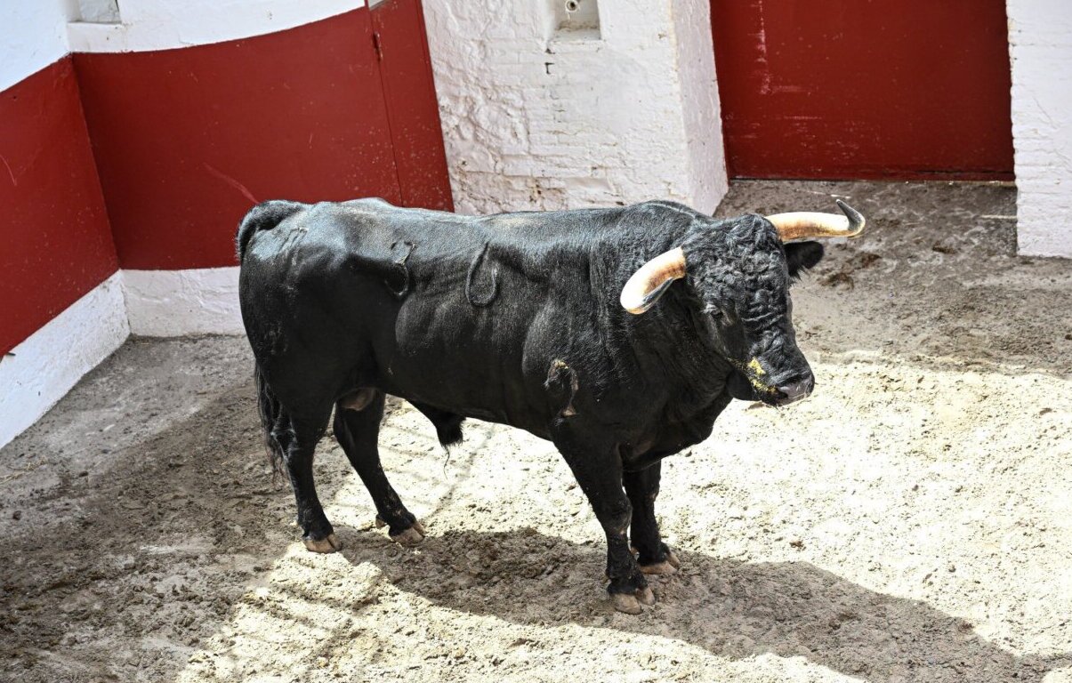 Marqués, de José Enrique Fraile de Valdefresno, abre la Feria de Julio de Valencia