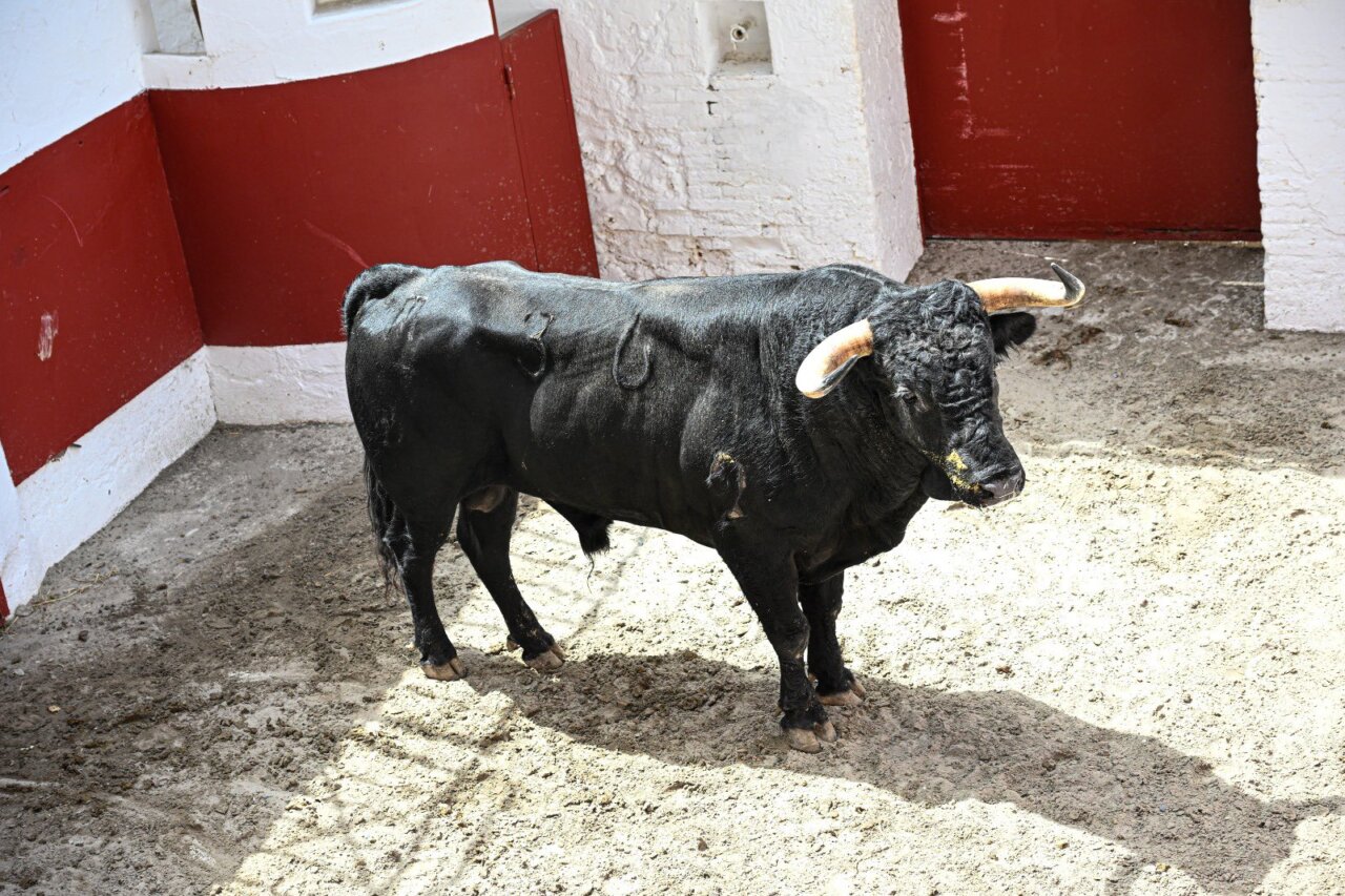 Marqués, de José Enrique Fraile de Valdefresno, abre la Feria de Julio de Valencia