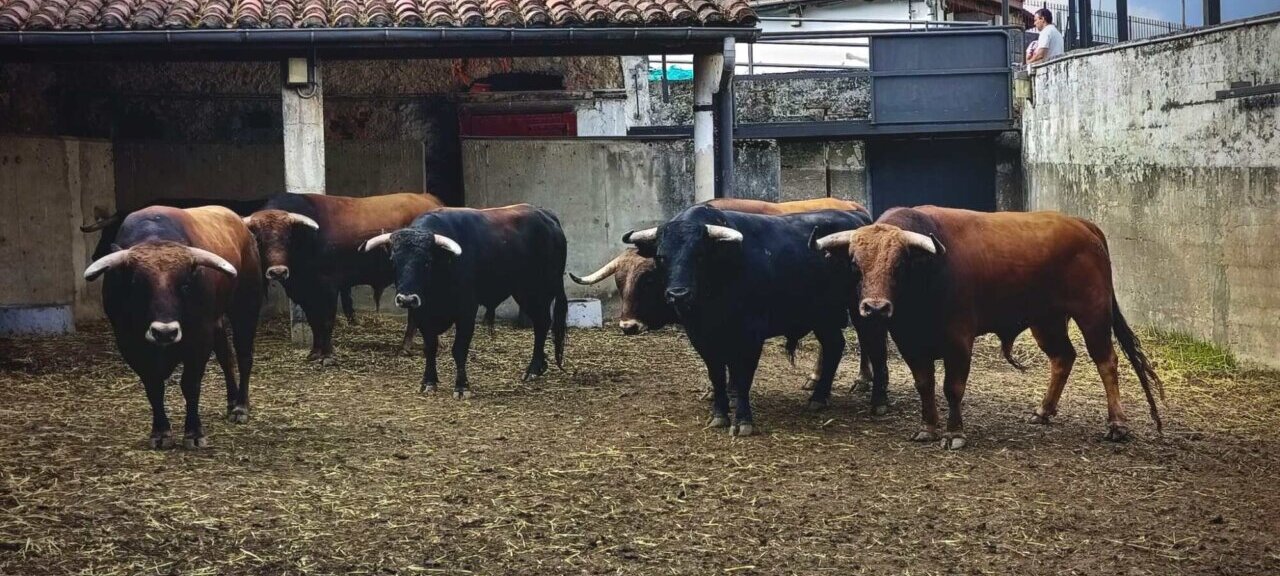 Dos Cerillero de Montealto abrirán esta tarde la Feria de Santander