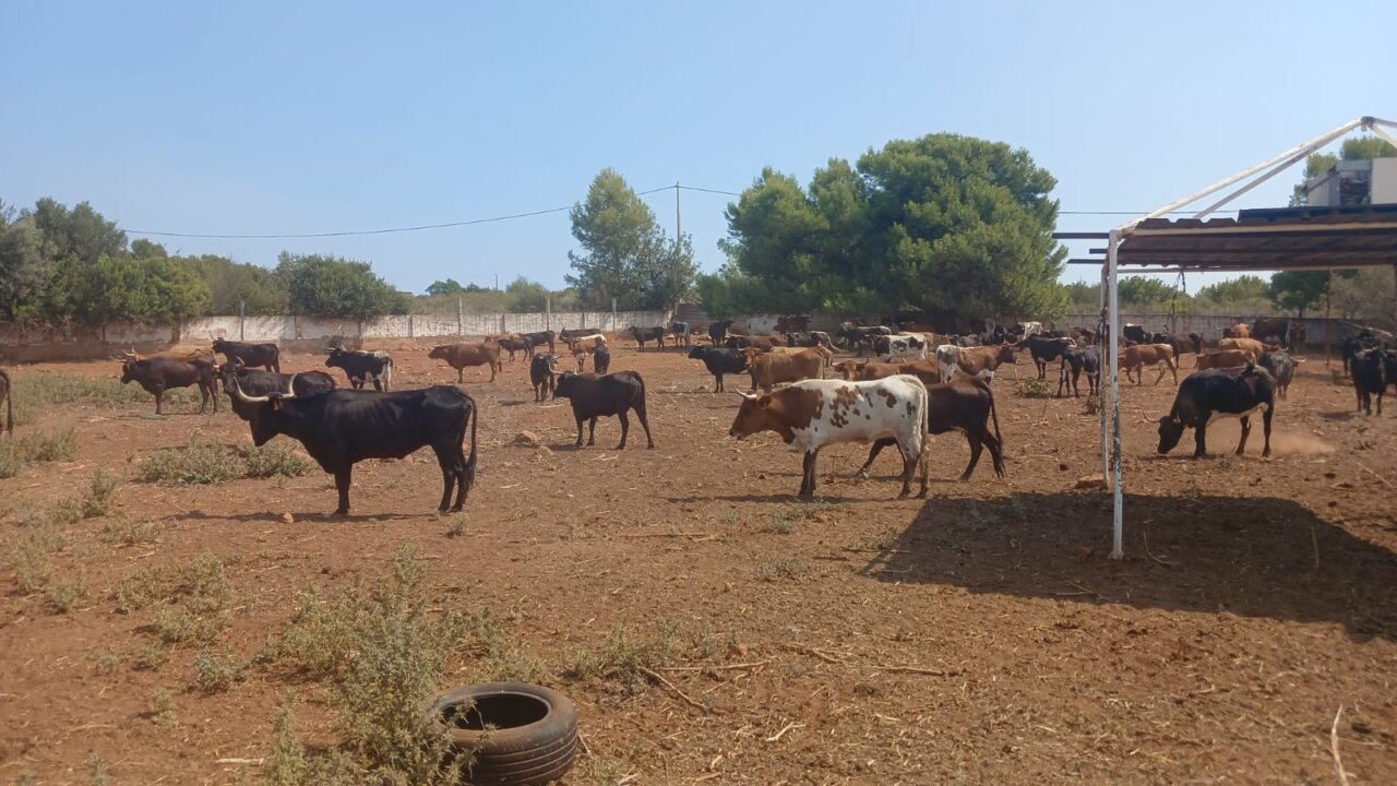 Algunas vacas ya se encuentran a salvo en la ganadería de Alba Atenea. La solidaridad entre ganaderos ha sido ejemplar. 