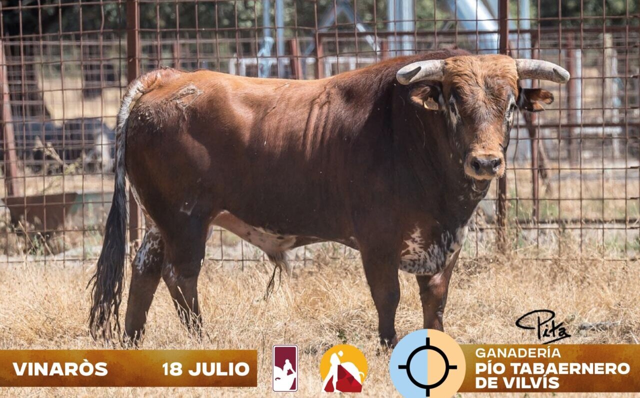 Los novillos de Pío Tabernero de Vilvís para este sábado en Vinaròs