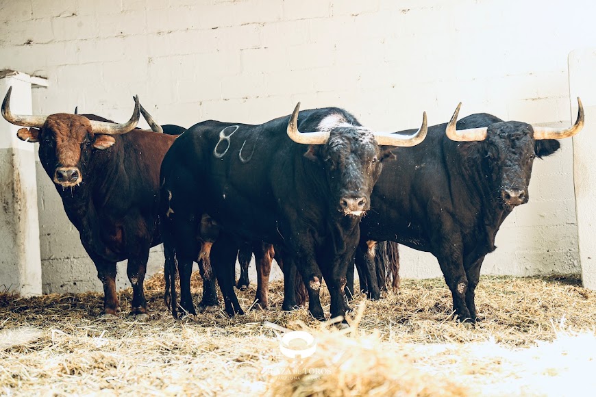 Oyente, de Jandilla, cierra los sanfermines de Pamplona