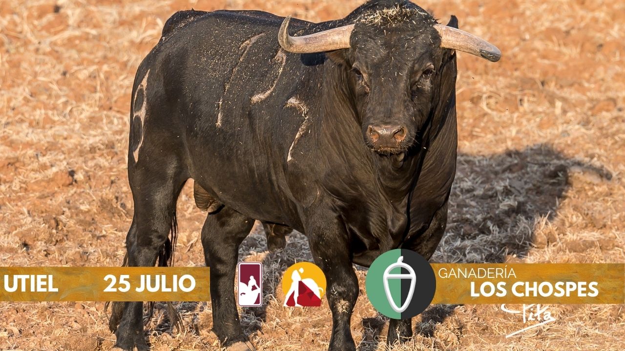 Los novillos de Los Chospes para la segunda clasificatoria del Circuito Valenciano