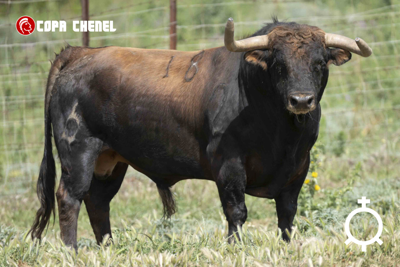 Los toros de Los Maños y La Palmosilla para las semifinales de la Copa Chenel