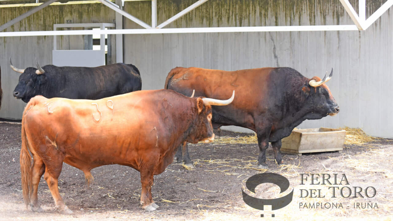 Los toros de Álvaro Núñez, en su segundo año en los corrales del Gas