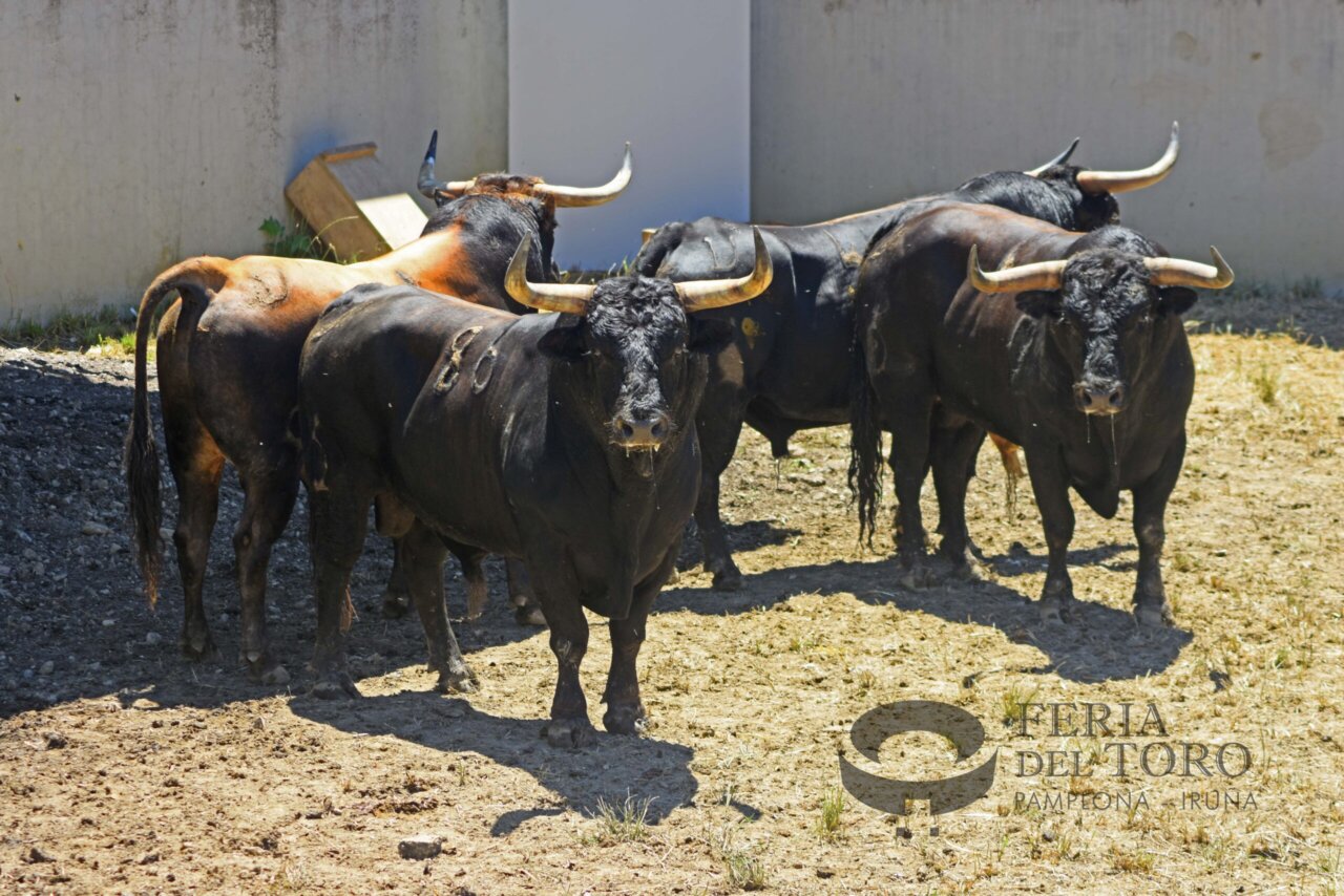Los toros de La Palmosilla ya descansan en los Corrales del Gas de Pamplona