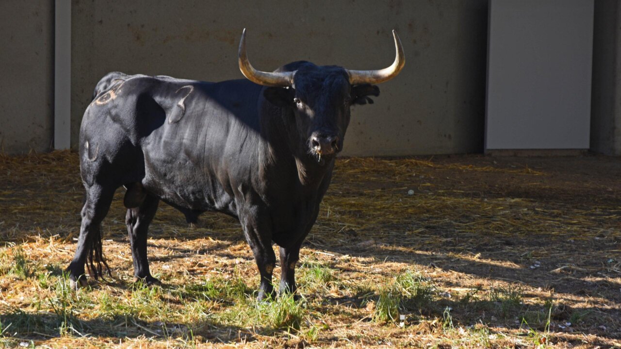 Los corrales del Gas se llenan: José Escolar y Jandilla, ya en Pamplona