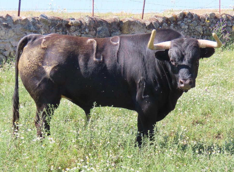 Los toros de Núñez de Tarifa para el regreso de los festejos mayores a Vauvert